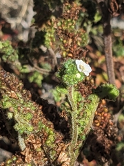 Lyon's phacelia (Phacelia lyonii)