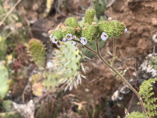 Lyon's phacelia (Phacelia lyonii)