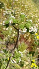 Lyon's phacelia (Phacelia lyonii)
