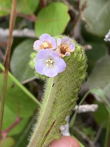 Lyon's phacelia (Phacelia lyonii)