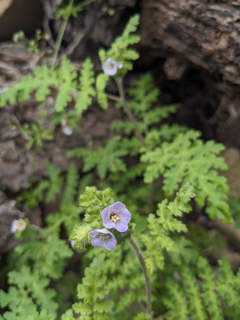 Lyon's phacelia (Phacelia lyonii)