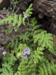 Lyon's phacelia (Phacelia lyonii)