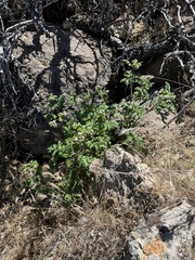 Lyon's phacelia (Phacelia lyonii)