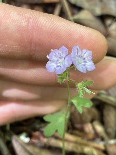 Spotted phacelia (Phacelia maculata)
