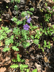 Spotted phacelia (Phacelia maculata)