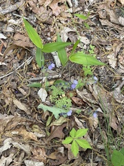Spotted phacelia (Phacelia maculata)