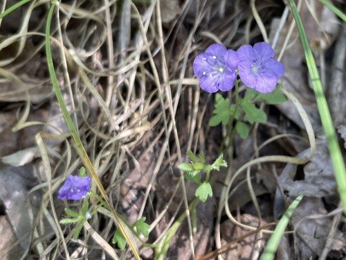 Spotted phacelia (Phacelia maculata)