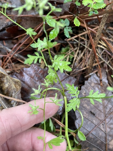 Spotted phacelia (Phacelia maculata)