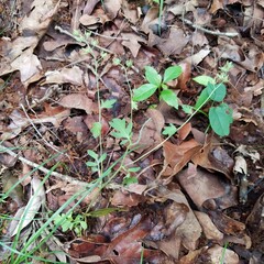 Spotted phacelia (Phacelia maculata)