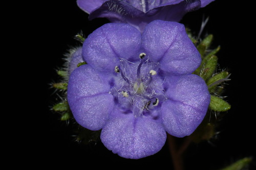 Spotted phacelia (Phacelia maculata)