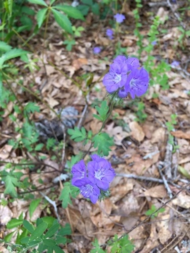 Spotted phacelia (Phacelia maculata)