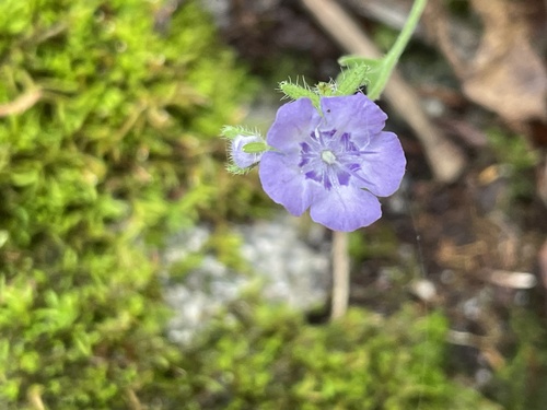 Spotted phacelia (Phacelia maculata)