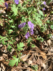 Spotted phacelia (Phacelia maculata)