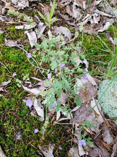 Spotted phacelia (Phacelia maculata)