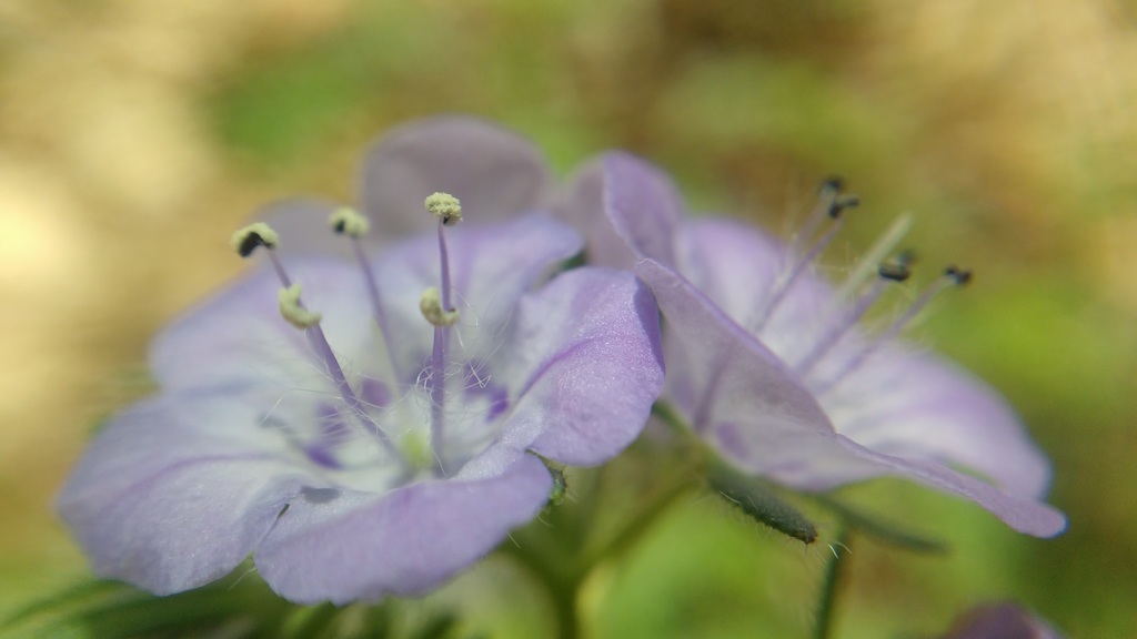 Spotted phacelia (Phacelia maculata)