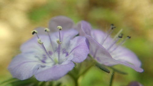 Spotted phacelia (Phacelia maculata)