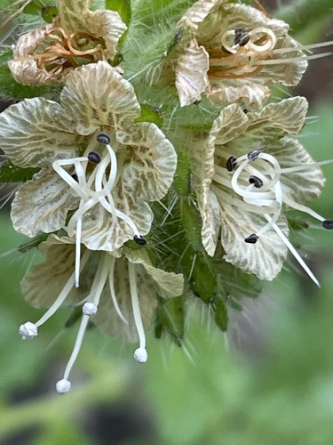 Stinging phacelia (Phacelia malvifolia)