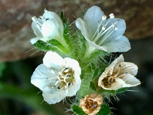 Stinging phacelia (Phacelia malvifolia)