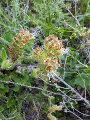 Stinging phacelia (Phacelia malvifolia)