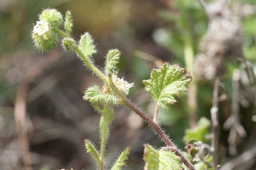 Stinging phacelia (Phacelia malvifolia)