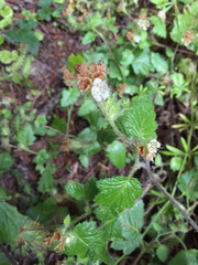 Stinging phacelia (Phacelia malvifolia)