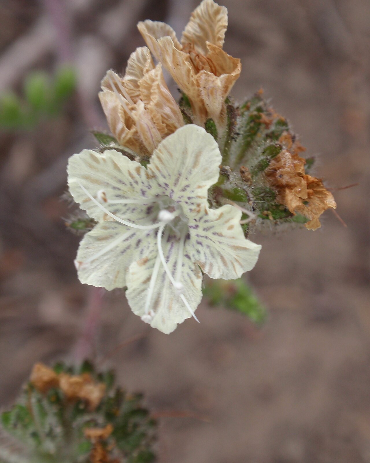 Stinging phacelia: Phacelia malvifolia at Lobos Creek Dunes in the Presidio, San Francisco, California, USA.