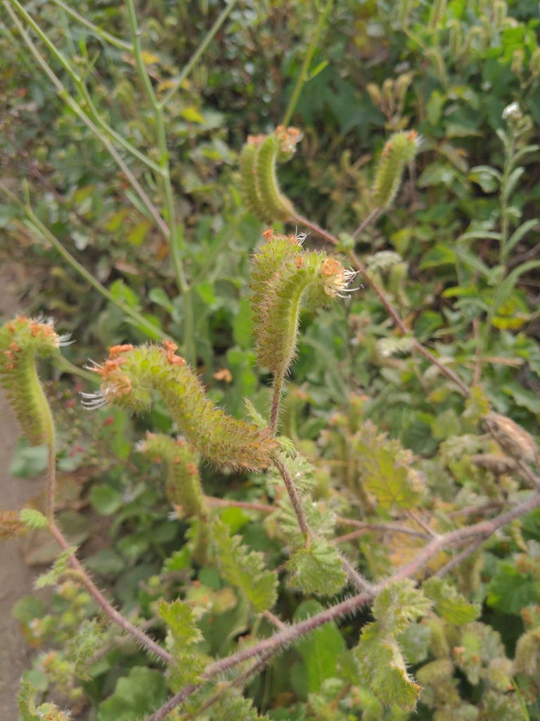 Stinging phacelia (Phacelia malvifolia)