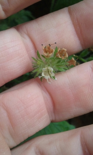 Stinging phacelia (Phacelia malvifolia)