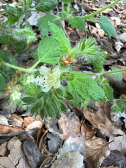Stinging phacelia (Phacelia malvifolia)