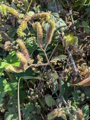 Stinging phacelia (Phacelia malvifolia)