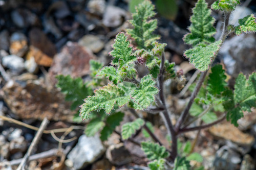 Stinging phacelia (Phacelia malvifolia)