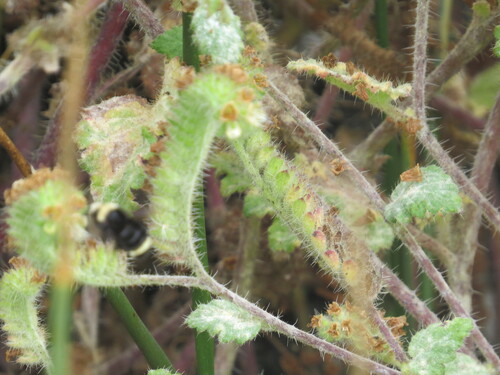 Stinging phacelia (Phacelia malvifolia)