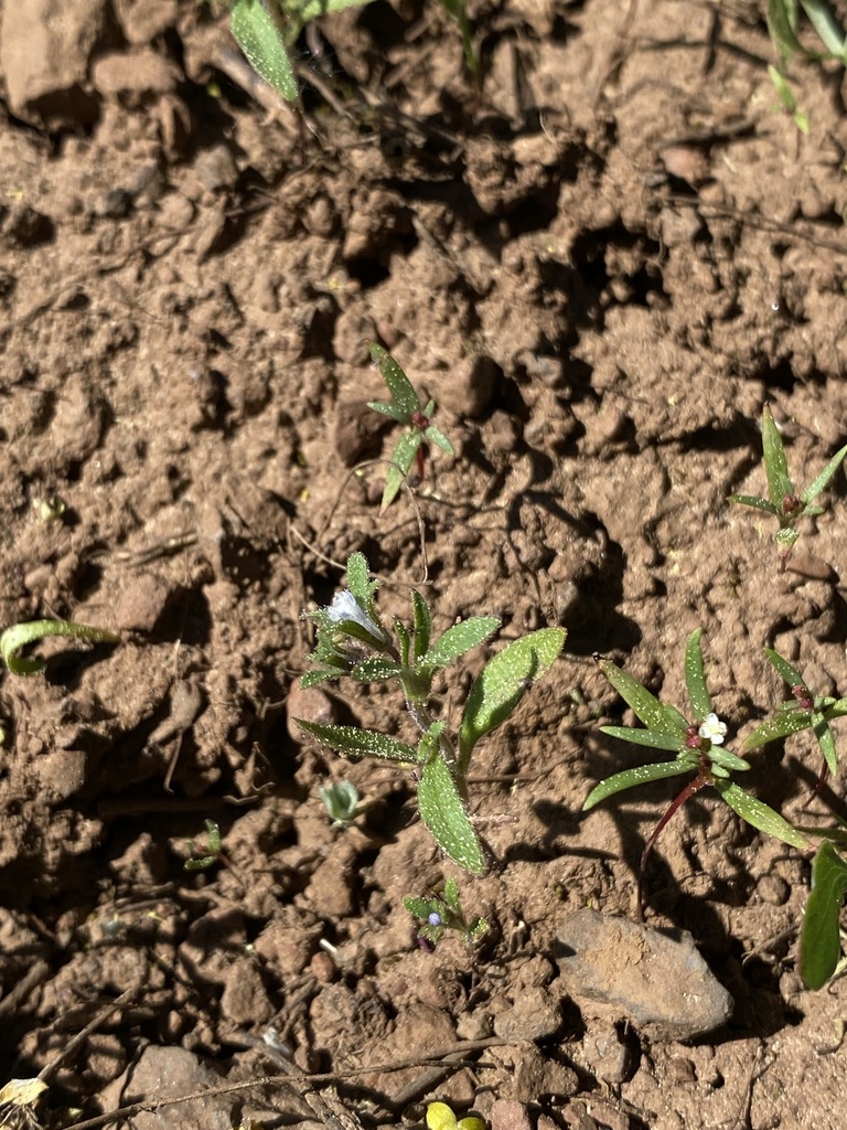 Small phacelia (Phacelia minutissima)
