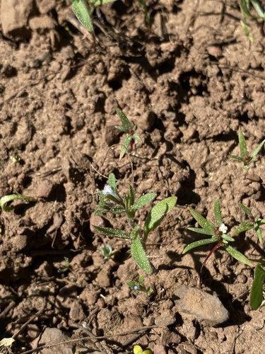 Small phacelia (Phacelia minutissima)