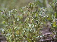 Small phacelia (Phacelia minutissima)