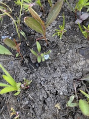 Small phacelia (Phacelia minutissima)