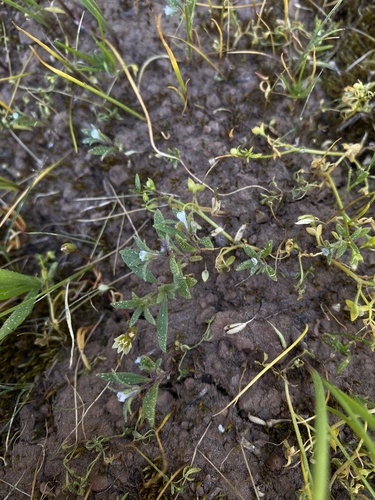 Small phacelia (Phacelia minutissima)