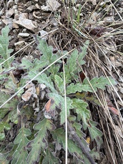 Soft phacelia (Phacelia mollis)
