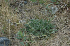 Soft phacelia (Phacelia mollis)