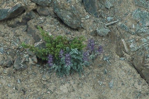 Soft phacelia (Phacelia mollis)