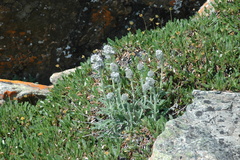 Soft phacelia (Phacelia mollis)