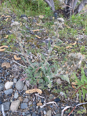 Soft phacelia (Phacelia mollis)