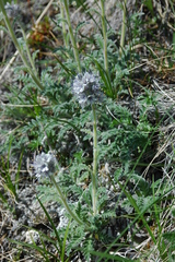 Soft phacelia (Phacelia mollis)