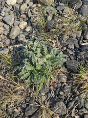 Soft phacelia (Phacelia mollis)