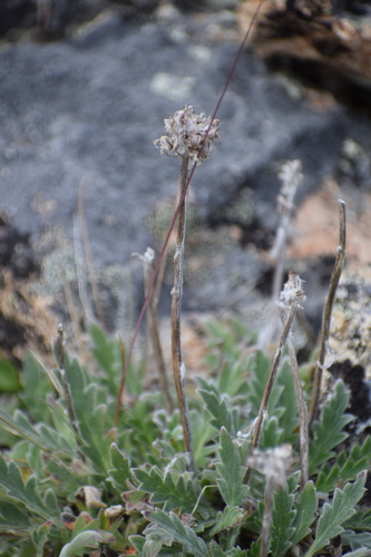 Soft phacelia (Phacelia mollis)
