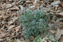 Soft phacelia (Phacelia mollis)