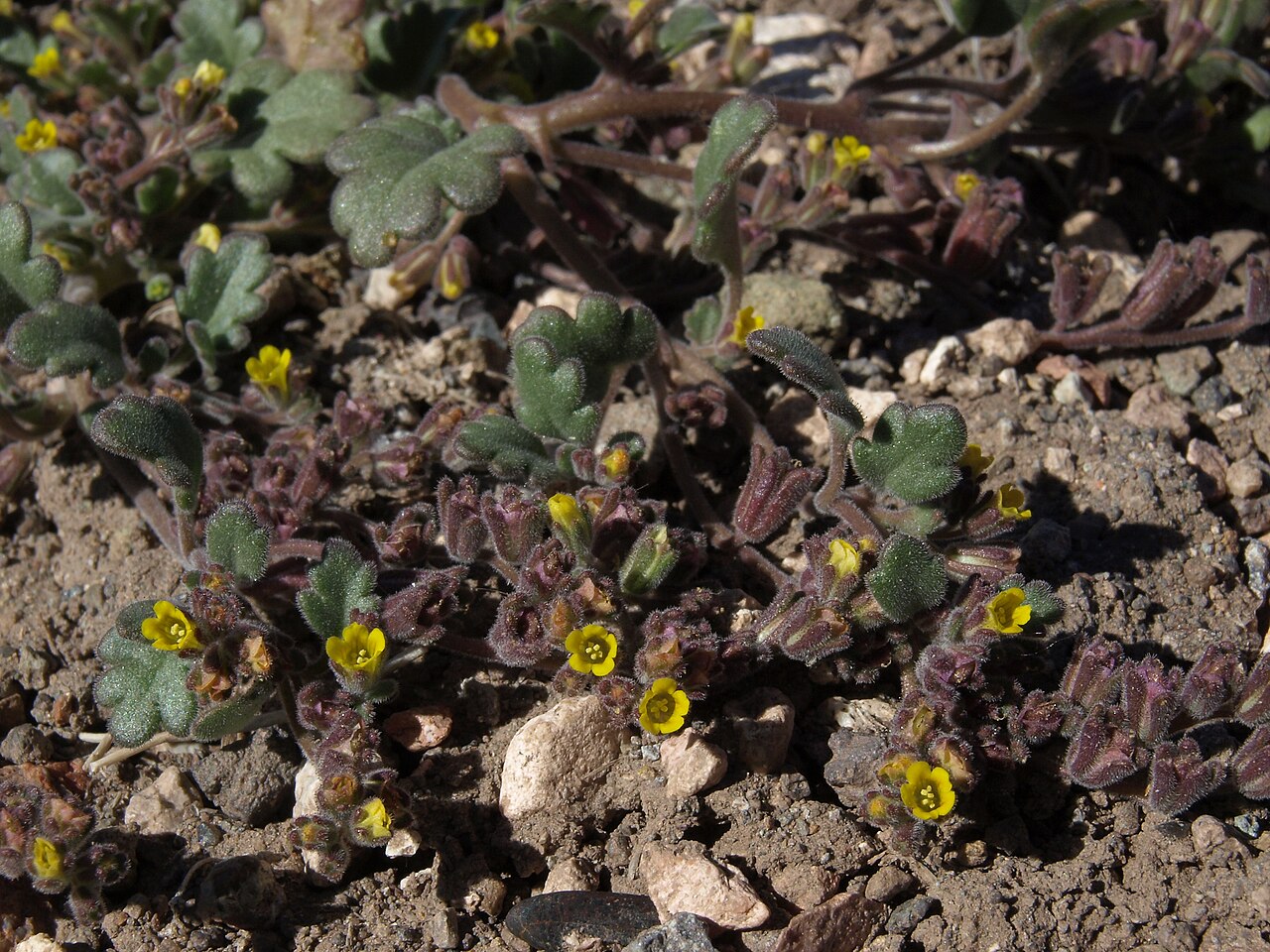 Mono phacelia: Mono County phacelia, Phacelia monoensis, Nevada, White Mountains, Pinchot Creek - Columbus Salt Marsh drainage, elevation 2667 m (8750 ft). This rare annual sp