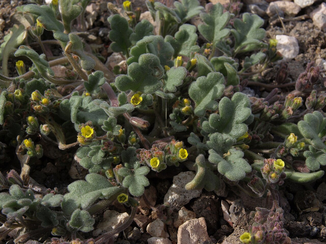 Mono phacelia: Mono County phacelia, Phacelia monoensis, Nevada, White Mountains, Pinchot Creek - Columbus Salt Marsh drainage, elevation 2667 m (8750 ft). This rare annual sp
