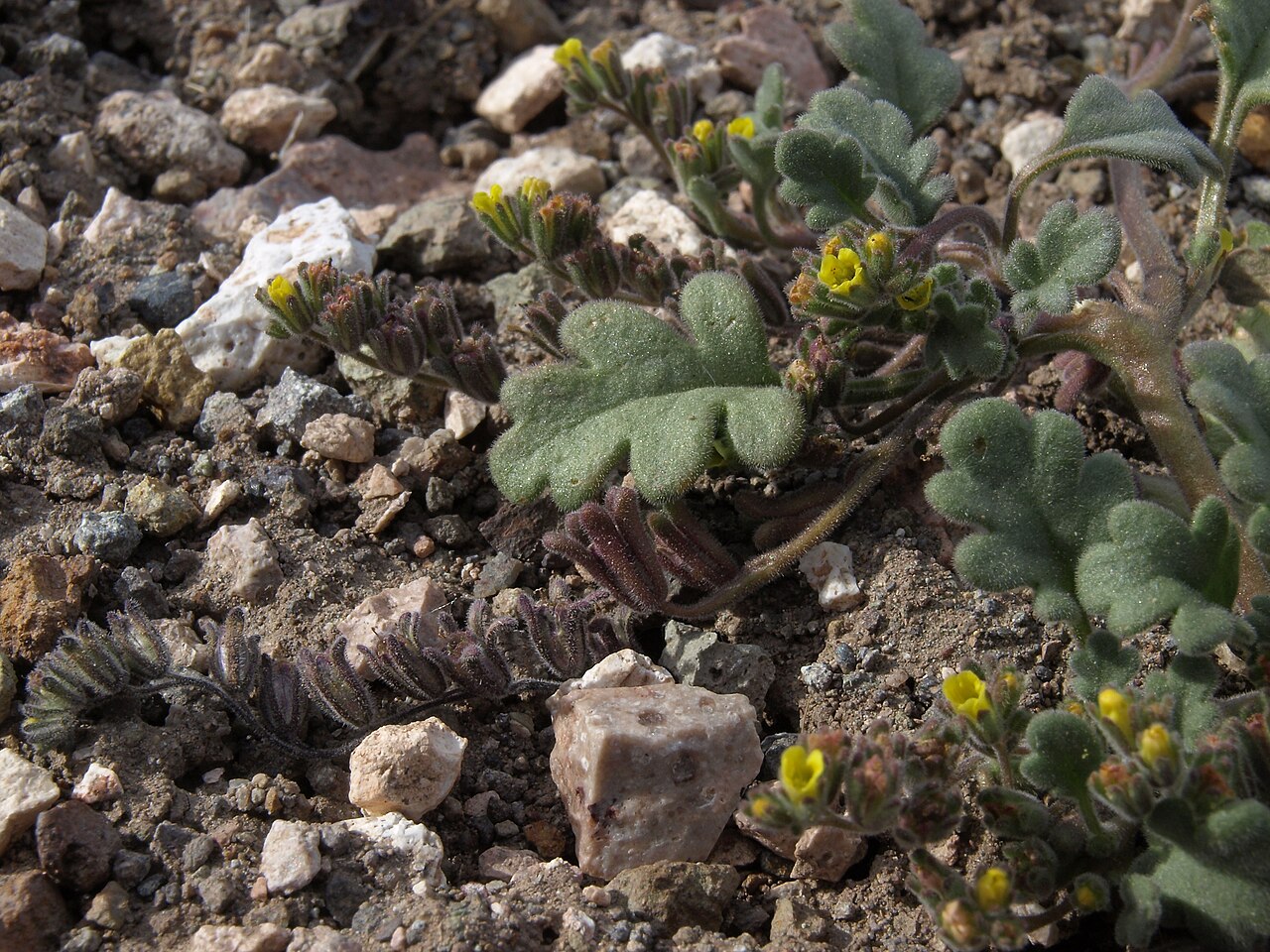 Mono phacelia: Mono County phacelia, Phacelia monoensis, Nevada, White Mountains, Pinchot Creek - Columbus Salt Marsh drainage, elevation 2667 m (8750 ft). This rare annual sp