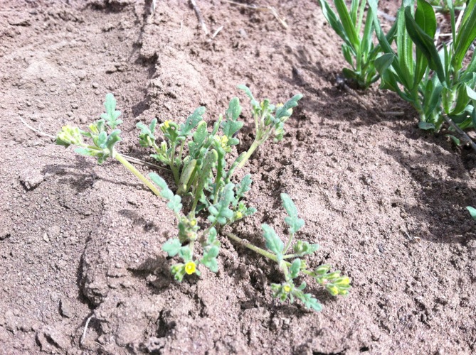 Mono phacelia: Phacelia monoensis in the Bodie Hills, Mono Co., CA, USA